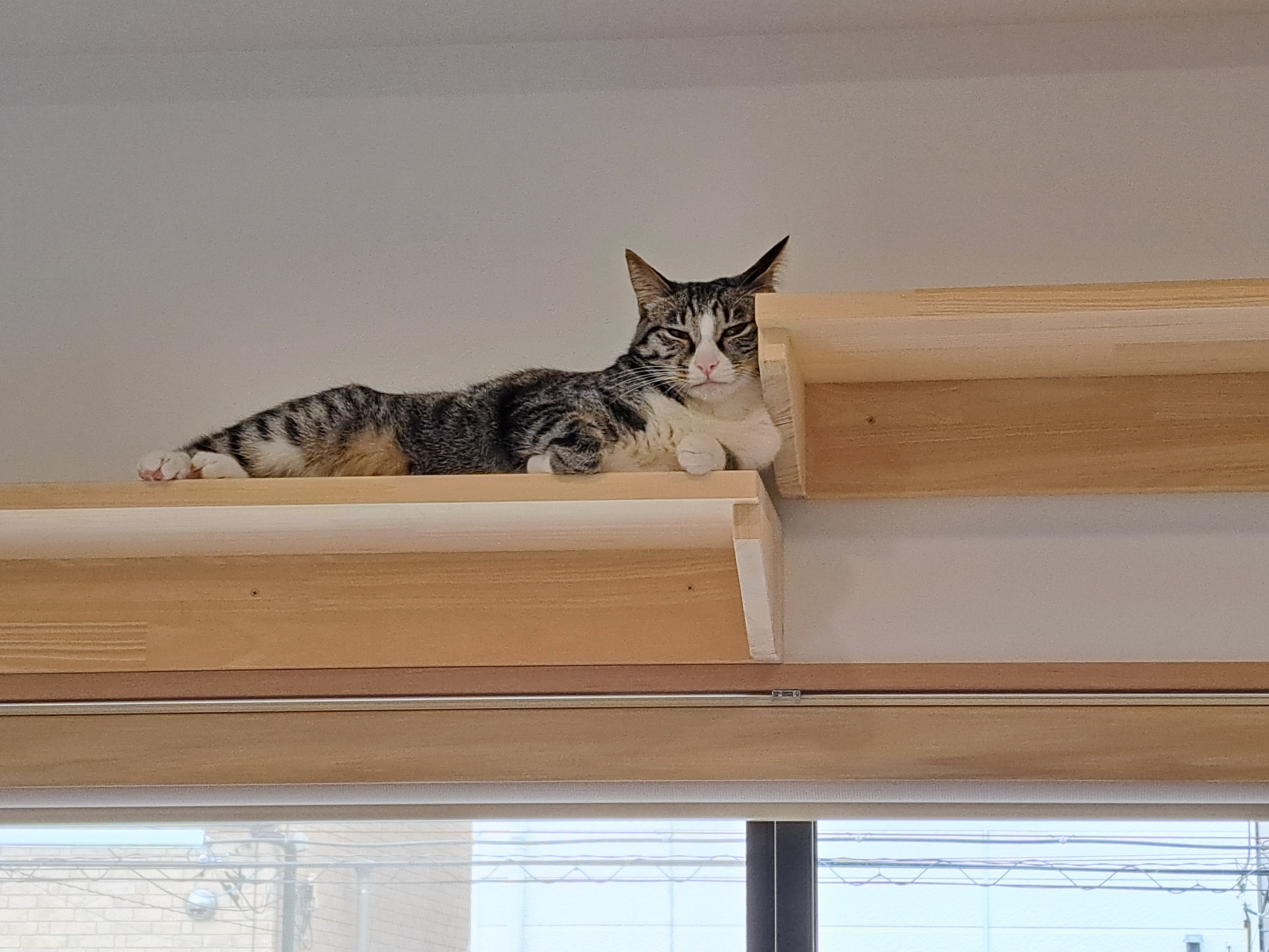 マンションでペットと快適に暮らす新しいスタイル